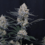 fast-buds-guava-sundae-auto