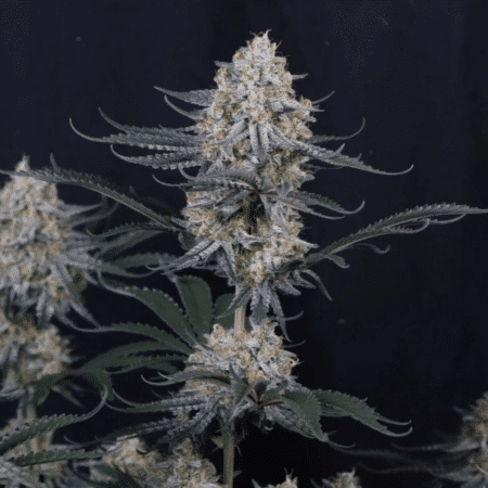 Guava Sundae Auto Fast Buds