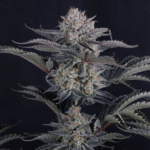 fast-buds-mendo-frost-auto