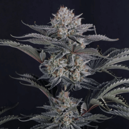 Mendo Frost Auto Fast Buds