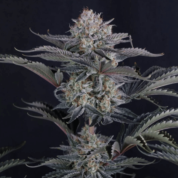fast-buds-mendo-frost-auto Mendo Frost Auto Fast Buds
