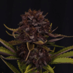 fast-buds-p.lemonade-rf3-auto