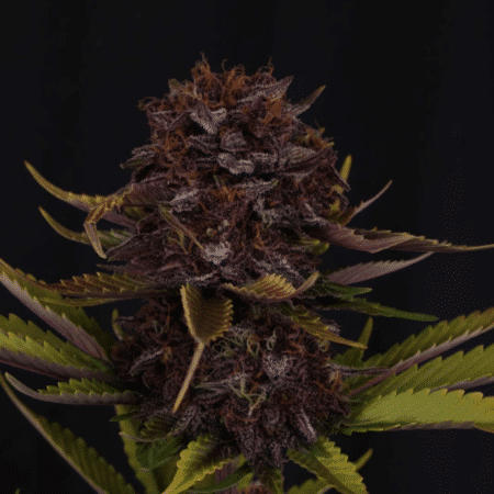 Purple Lemonade Auto RF3 Fast Buds