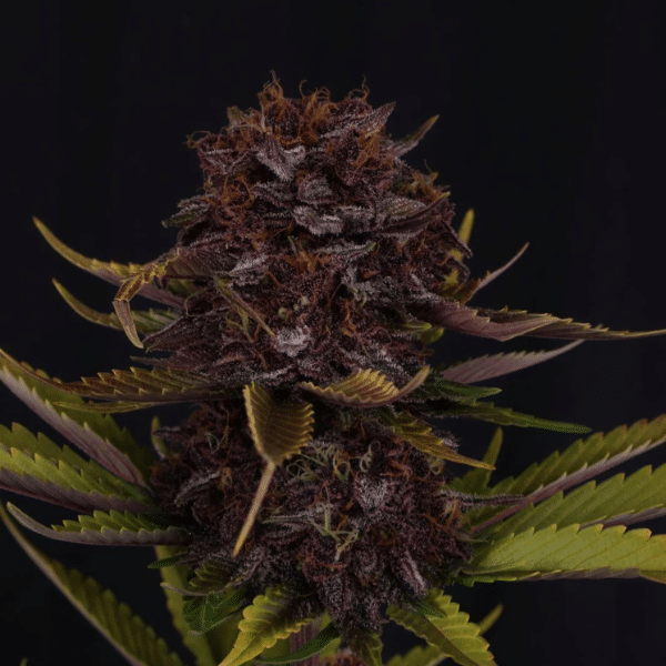 fast-buds-p.lemonade-rf3-auto Purple Lemonade Auto RF3 Fast Buds