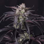 fast-buds-strawberrygorilla-rf3-auto