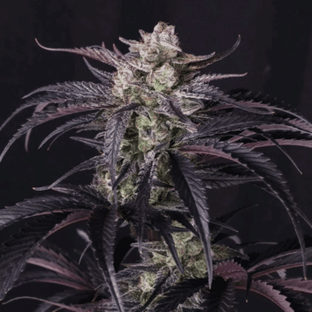 Strawberry Gorilla Auto RF3 Fast Buds