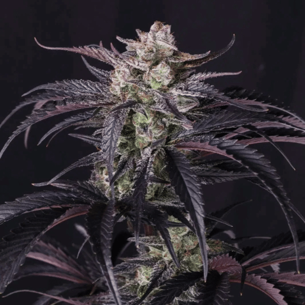 fast-buds-strawberrygorilla-rf3-auto Strawberry Gorilla Auto RF3 Fast Buds