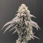 garlicmintsherbet-fastbuds