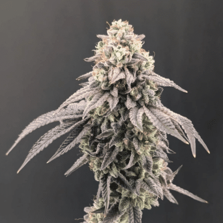 Garlic Mint Sherbet (Fast Buds)