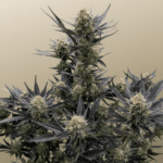 guava-auto-rf3-fast