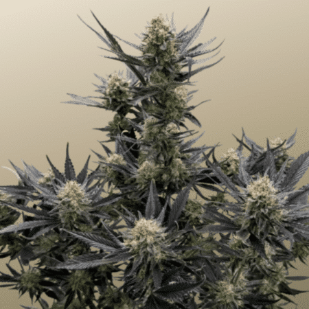 Guava Auto RF3 Fast Buds