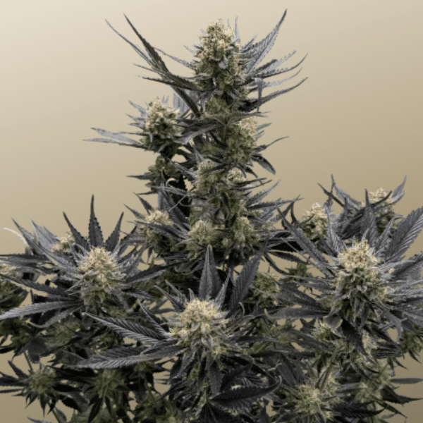 guava-auto-rf3-fast Guava Auto RF3 Fast Buds