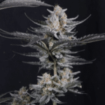 mendo-guava-fastbuds-auto