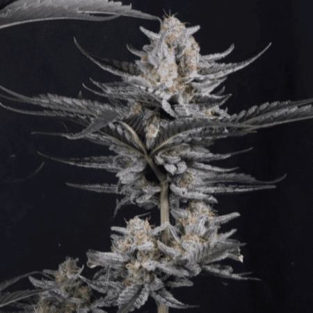 Mendo Guava Auto Fast Buds