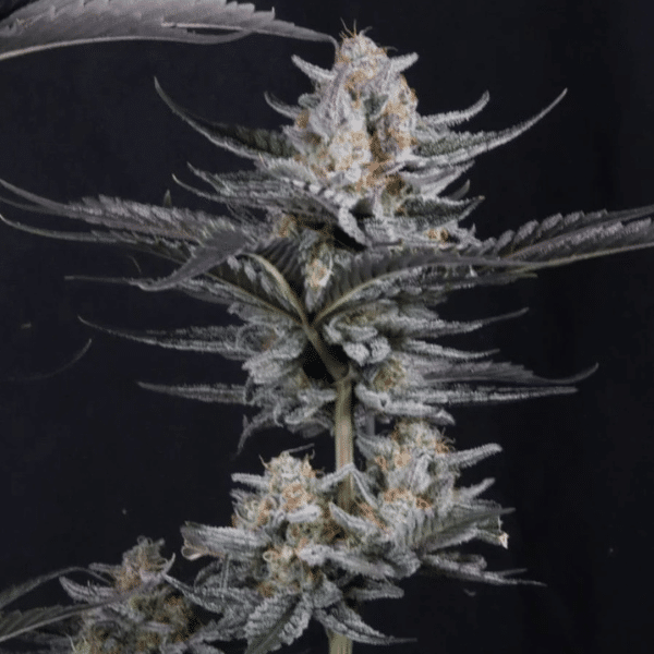 mendo-guava-fastbuds-auto Mendo Guava Auto Fast Buds