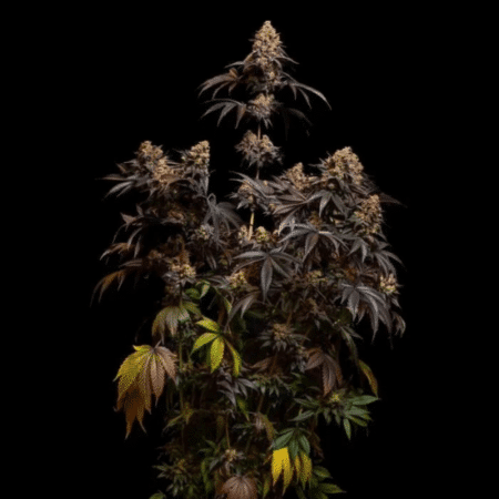 papayton-fast-buds-fem
