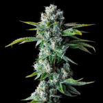 skywalker-kus-dna