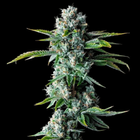 Skywalker Kush Feminized DNA Genetics