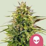alien-og-fem-rqs