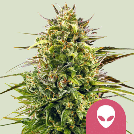 Alien OG Royal Queen Seeds