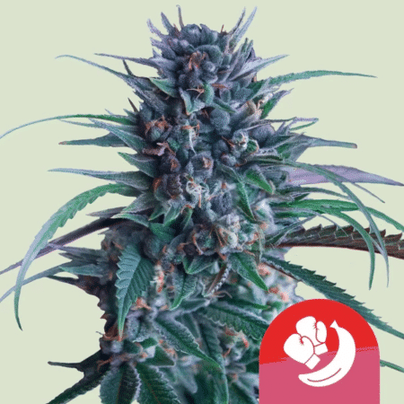 Banana Brawler Royal Queen Seeds Tyson Series