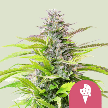 Gelato Royal Queen Seeds Cookies