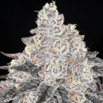 frozen-black-cherry-anesia