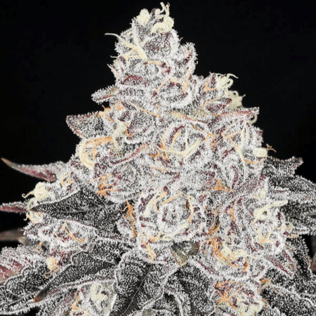 Frozen Black Cherry Anesia Seeds