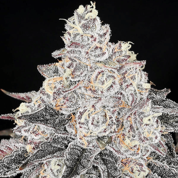 frozen-black-cherry-anesia Frozen Black Cherry Anesia Seeds