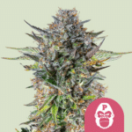 pink-gorilla-fem-rqs