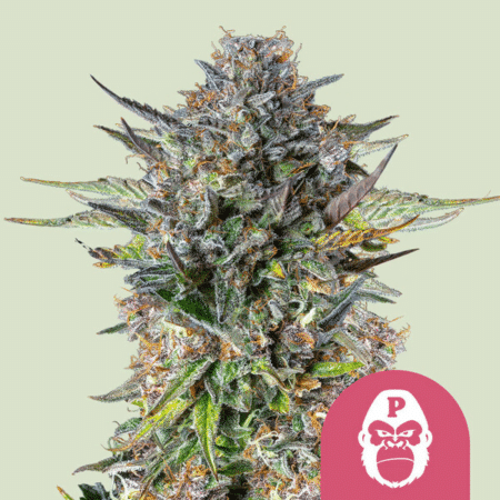 Pink Gorilla Royal Queen Seeds