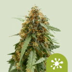 sticky-queen-auto-rqs