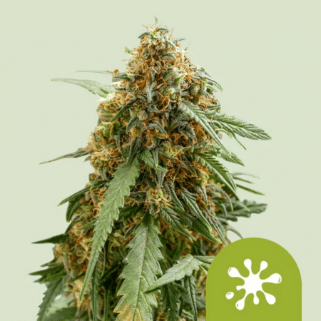 Sticky Queen Auto by Royal Queen Seeds