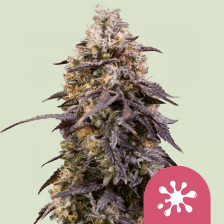Sticky Queen by Royal Queen Seeds