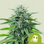 trainwreck-auto-rqs