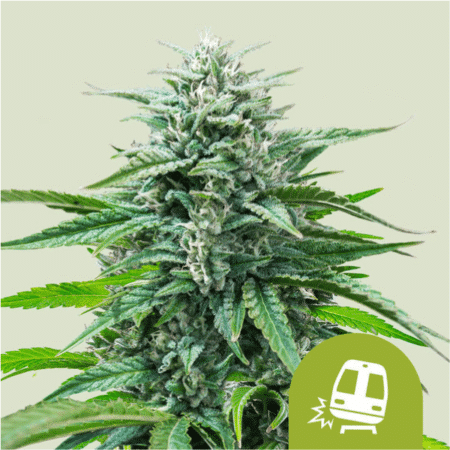 Trainwreck Auto by Royal Queen Seeds