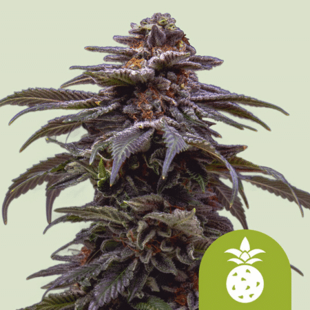 Tropicana Cookies Purple Auto by Royal Queen Seeds