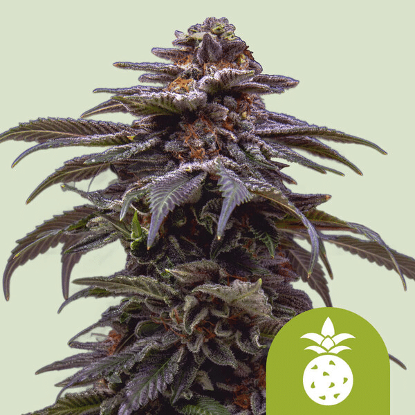 tropicana-cookies-purple-auto-rqs Tropicana Cookies Purple Auto Royal Queen Seeds